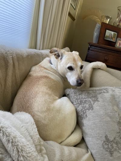 Max the dog lying on a couch